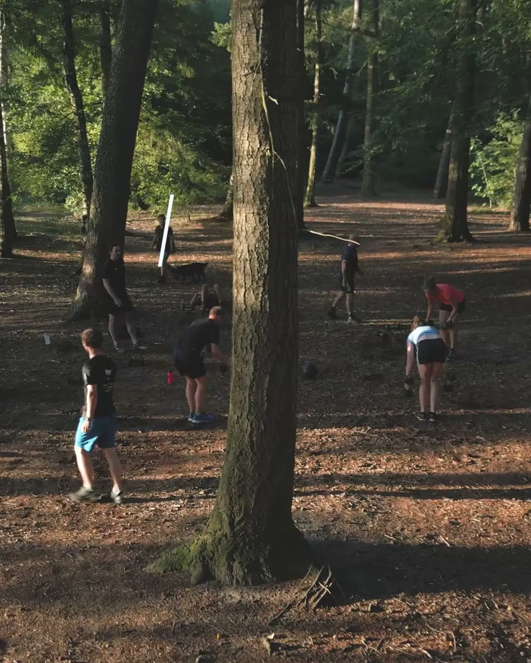 Groep traint met kracht in het bos bij Driebergen, gevlekt zonlicht